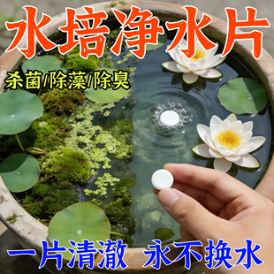 水培植物净水片除臭杀菌消毒青苔除藻净水剂碗莲睡莲醒鲜花保鲜剂