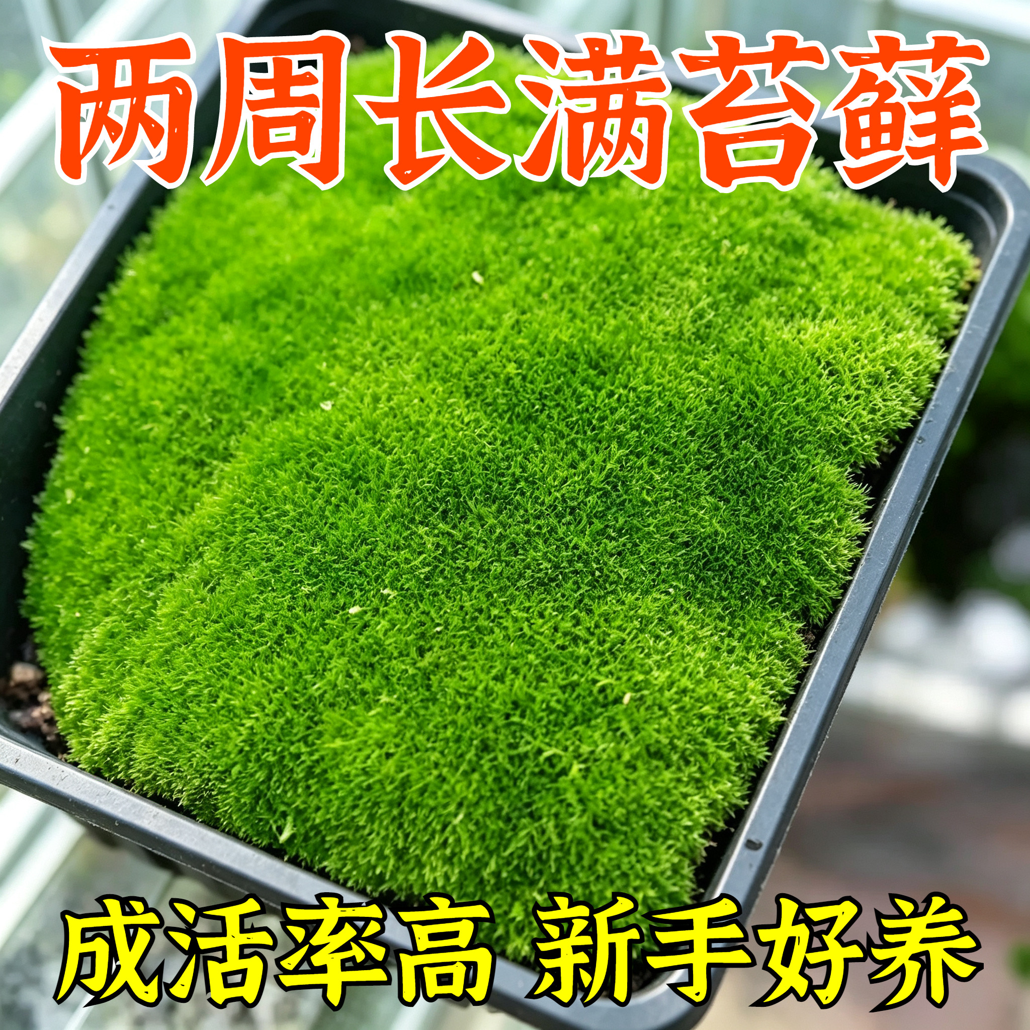 苔藓孢子粉鲜活青苔绿植地毯永生苔藓种子草籽吸水石微景观假山上