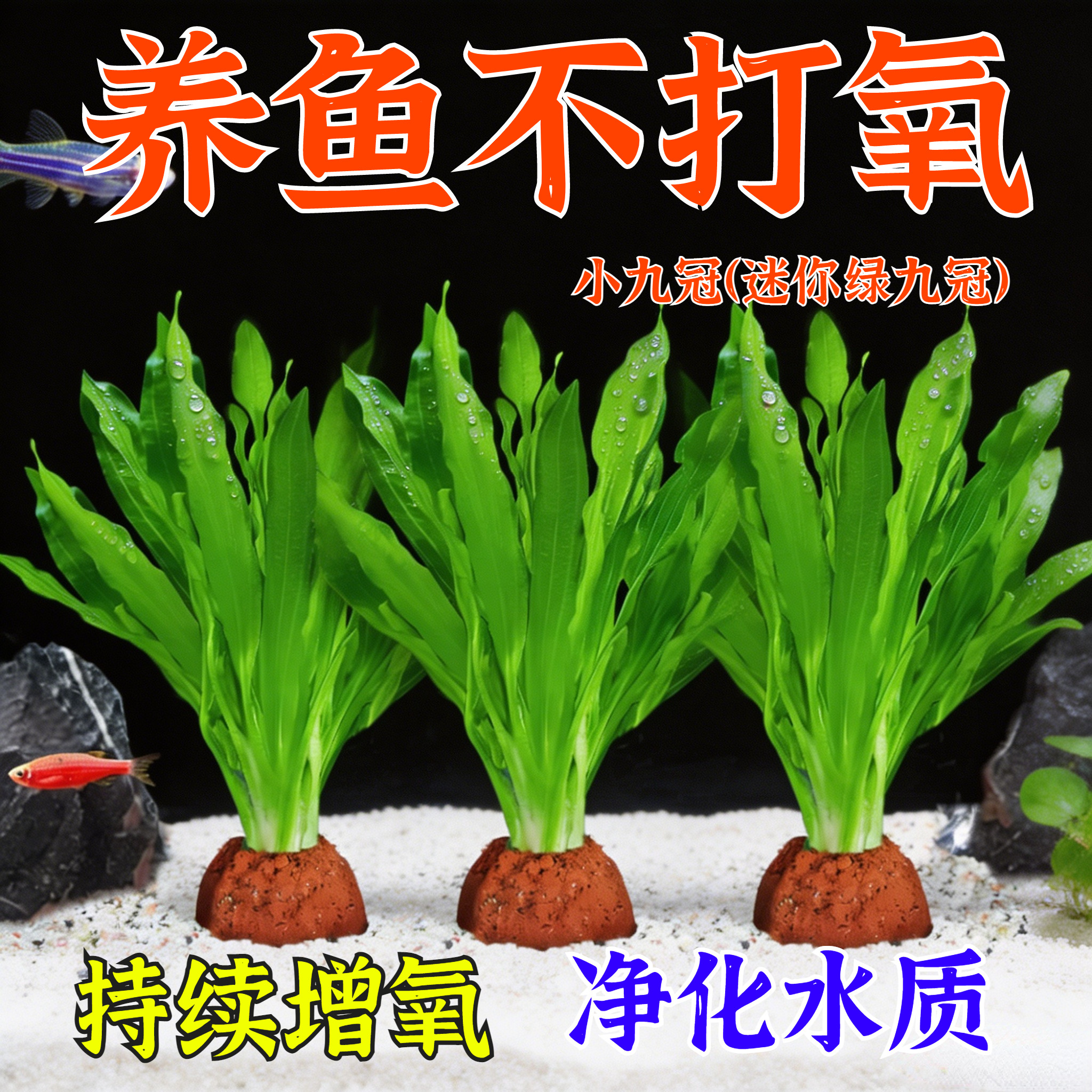 水草植物鱼缸真草造景生态全套摆件养鱼增氧铺底阴性水培净化绿植