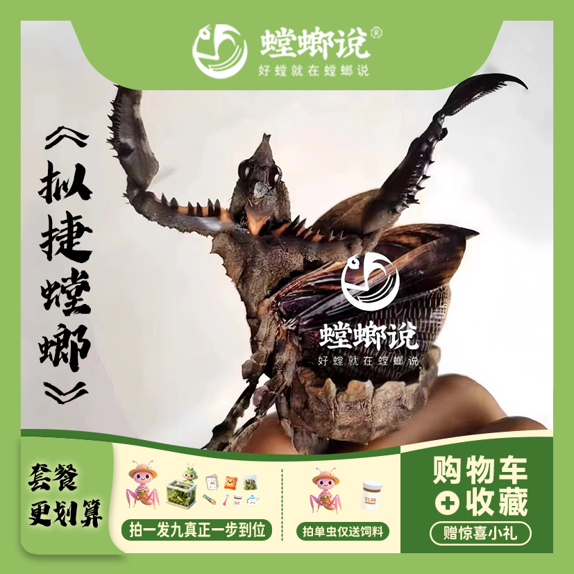 拟睫螳螂宠物观赏螳螂