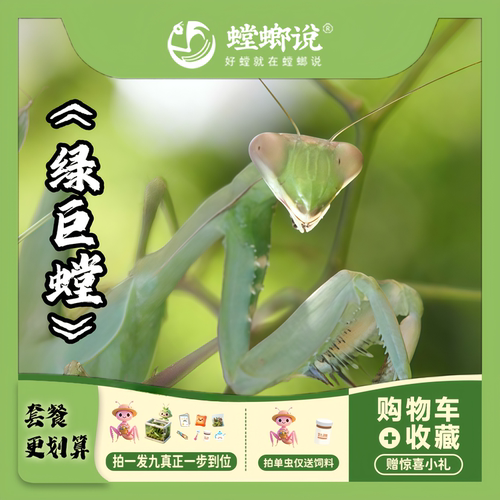 螳螂说绿巨螳包开食7-9cm