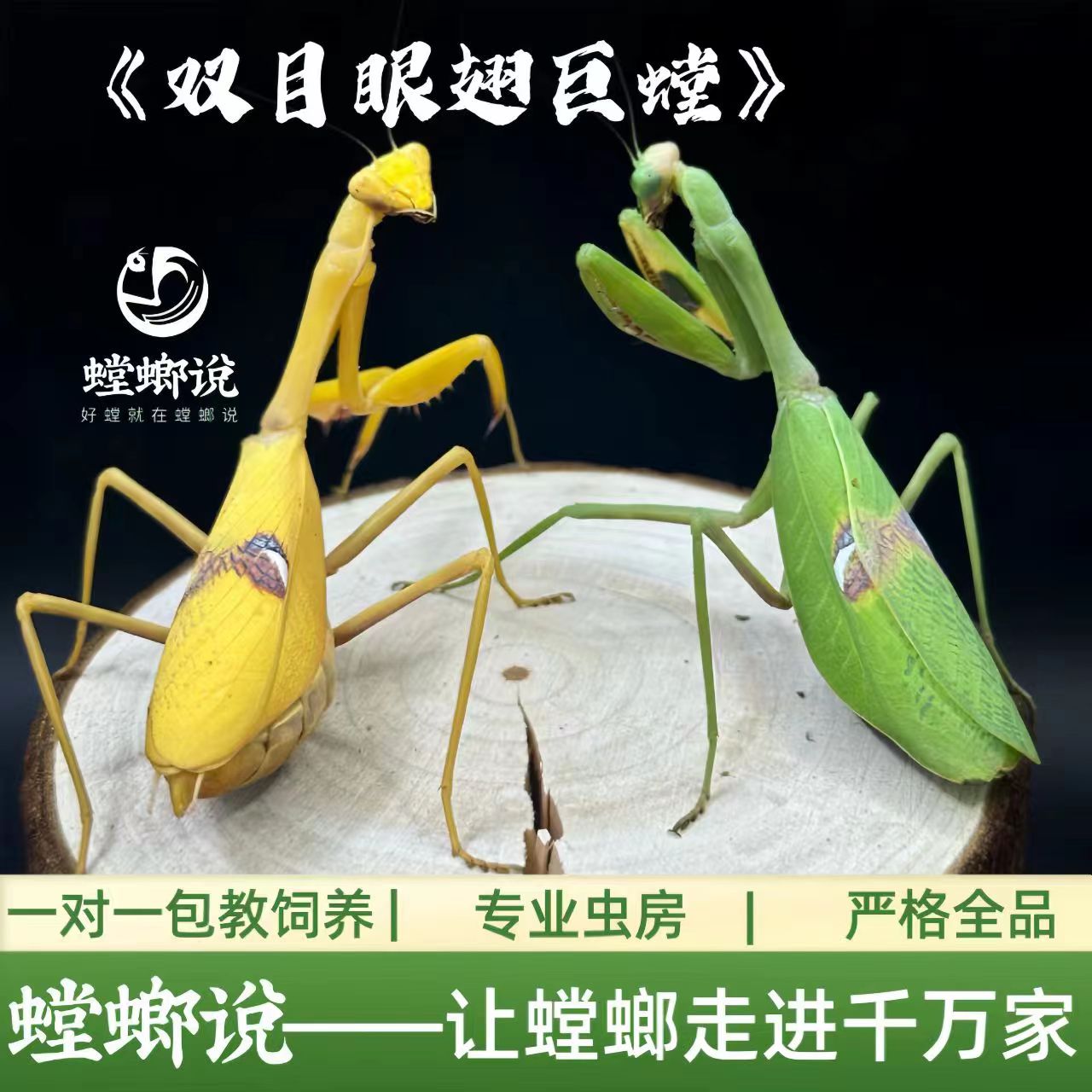 【顺丰包邮】双目眼翅巨螳螂观赏螳螂宠物螳螂指尖宠物懒人宠物桌