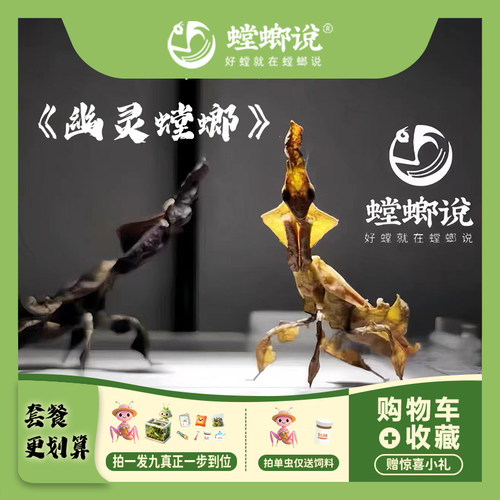 幽灵螳螂螳螂宠物螳螂指尖宠物懒人宠物桌面宠物