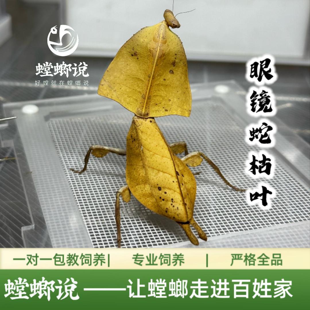 【顺丰包邮】眼镜蛇枯叶螳螂观赏螳螂指尖宠物懒人宠物桌面宠物