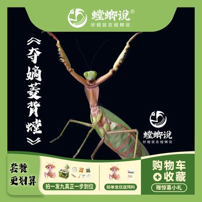 【包邮】rf夺嫡菱背螳观赏螳螂宠物螳螂活体宠物指尖宠物懒人宠物