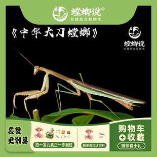 【包邮】中华大刀螳螂凶猛大绿草螳螂桌面观赏螳螂指尖宠物