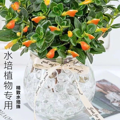 水培珠水培植物保湿无土栽培专用