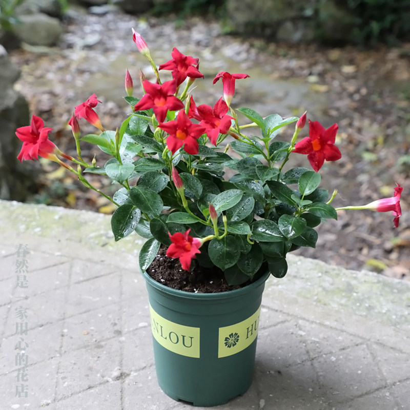 飘香藤 攀爬类植物花双喜藤庭院 四季开花不断 阳台花卉盆栽