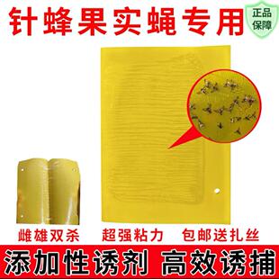 果实蝇诱粘板瓜果实蝇针锋贴果园粘虫板果树黄板粘虫板果蝇诱捕器
