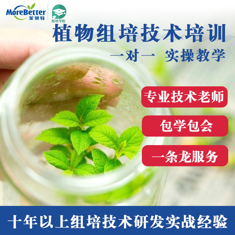 植物组织培养技术培训 实验室一对一培训 铁皮石斛 蓝莓 金线莲