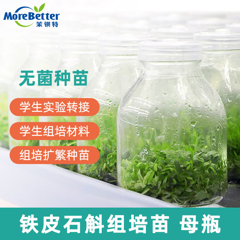铁皮石斛组培苗母苗 铁皮石斛母瓶苗可转接种苗 幼苗红杆软脚正品