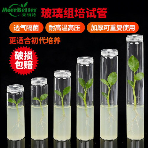 茉钡特玻璃组培试管透气盖耐高温