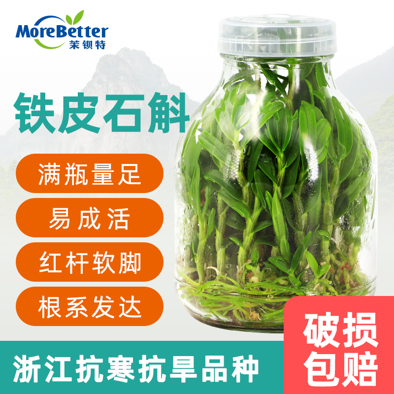 铁皮石斛组培苗铁皮石斛瓶苗铁皮枫斗苗红杆软脚正品品种种苗盆栽