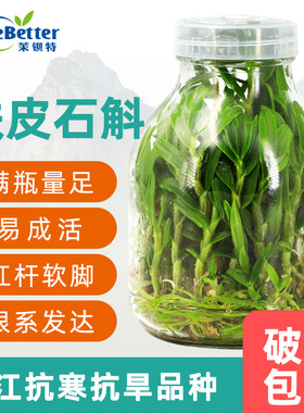 铁皮石斛组培无菌瓶苗红杆软脚