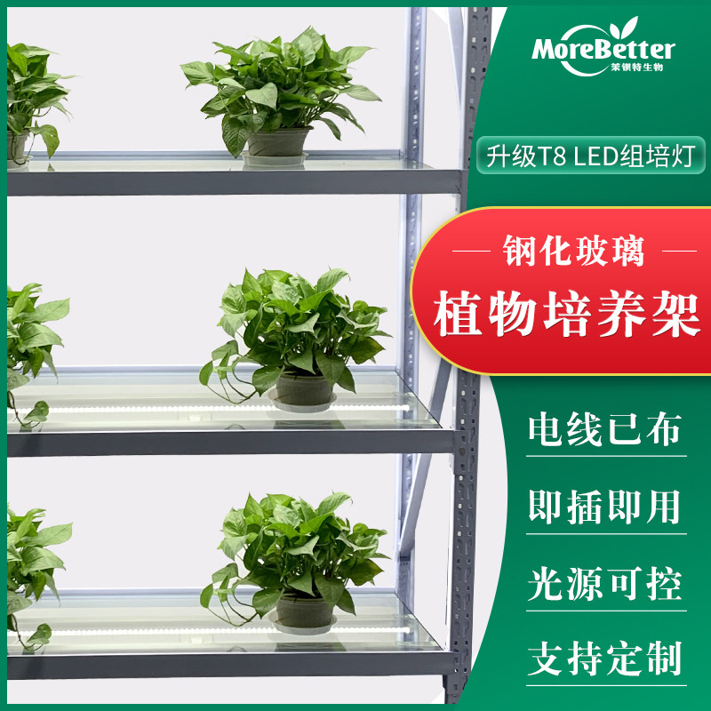透明植物光照培养架 钢化玻璃层板实验室组培架 带组培灯即插即用