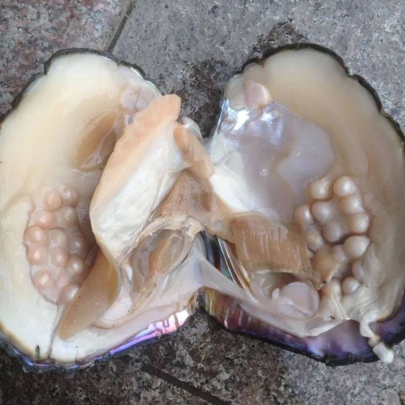 【杰润珠宝】开蚌直播取淡水妖紫珍珠蚌自己开鲜活现开裸珠diy