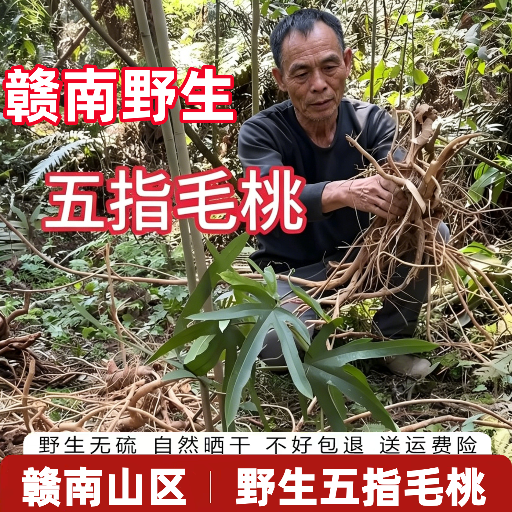 赣南野生五指毛桃农家自晒五指毛桃煲汤材料泡酒煮水无硫五指毛桃