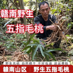 赣南野生五指毛桃自然晒干五指毛桃煲汤料莫氏鸡煲无硫五指毛桃