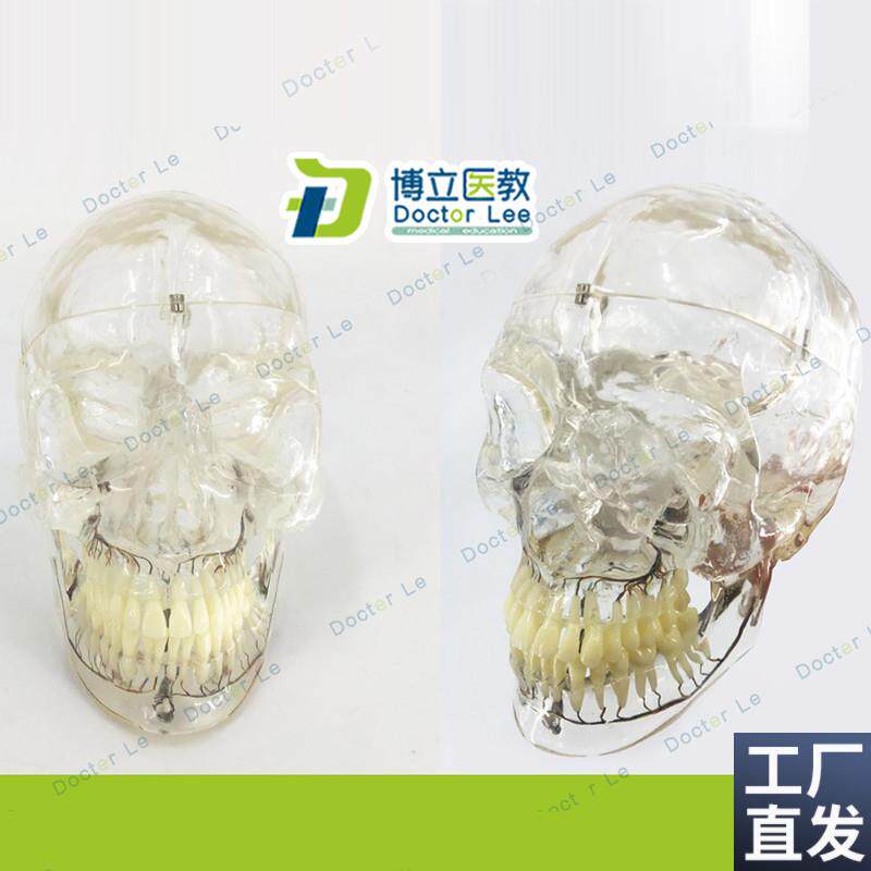 透明头颅骨附下颌骨神经口腔科头骨模型X放射神经科X模型透明头骨
