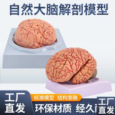人体大脑解剖模型脑半球脑干x脑室间脑小脑模型拼装脑动脉神经外
