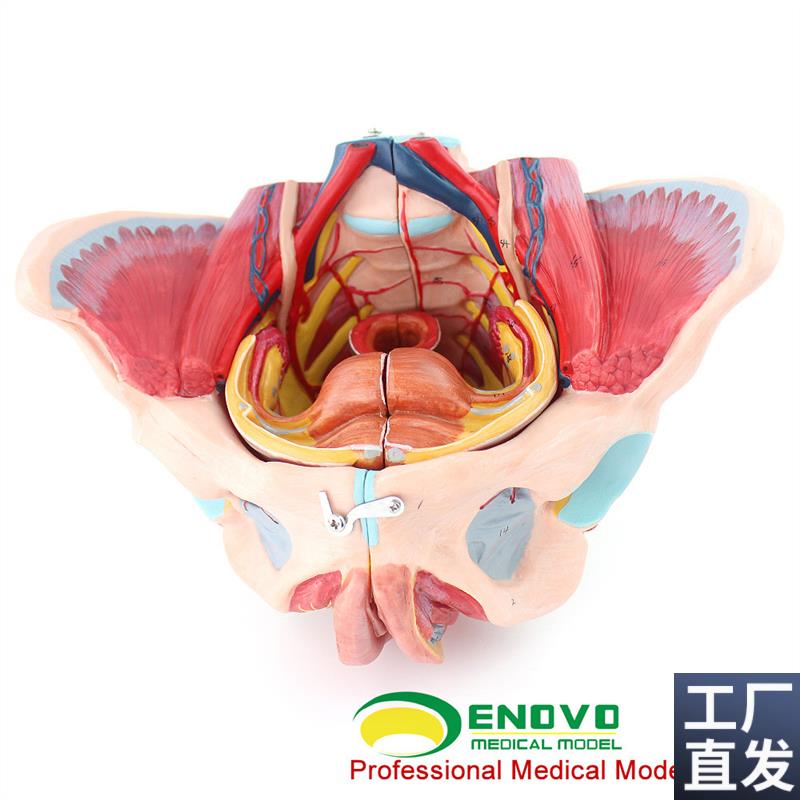 ENOVO颐诺女性l骨盆腔模型血管神经生殖系统子宫妇产科教学模型
