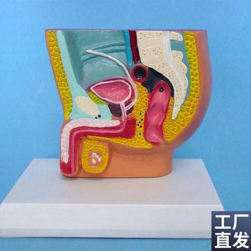 包邮男性腹腔解剖模型泌尿系I统模型人体模型医用