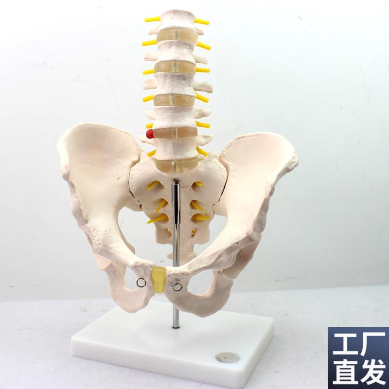 颐诺正品医用人体男性r骨盆模型附五节腰椎髋骨骶骨尾椎骨骼模型