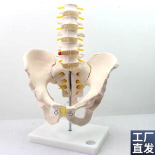 颐诺正品医用人体男性r骨盆模型附五节腰椎髋骨骶骨尾椎骨骼模型