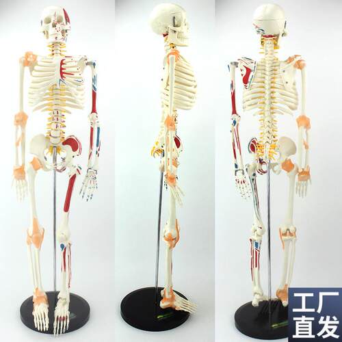 ENOVO颐诺85CM可弯曲人体骨骼肌肉J模型人体骨骼教学瑜伽学习模