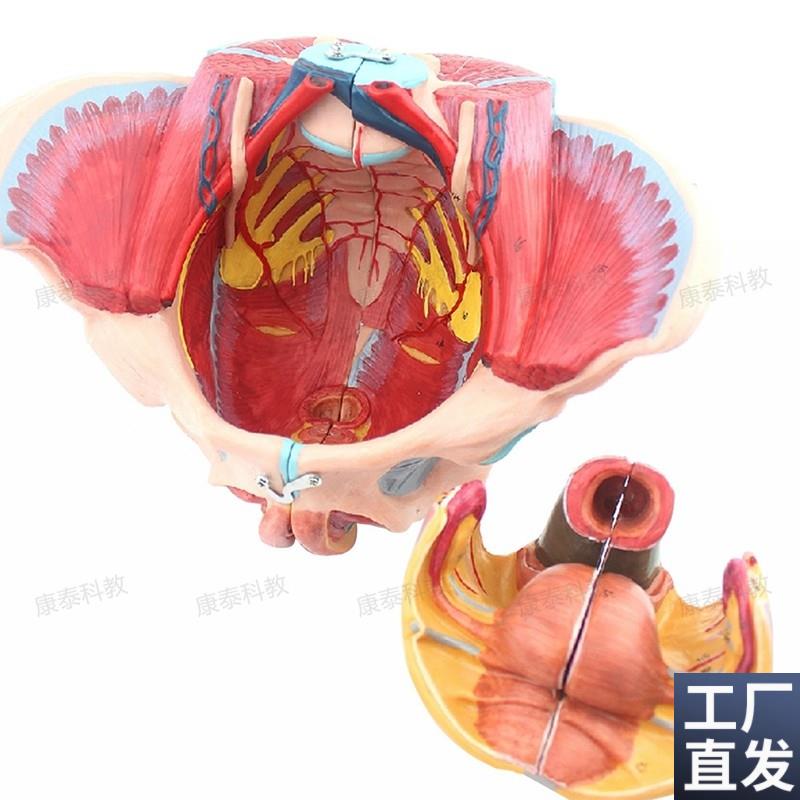 康泰医模女性盆腔模型盆底肌会阴泌尿生殖腹腔产T康修复家政培训
