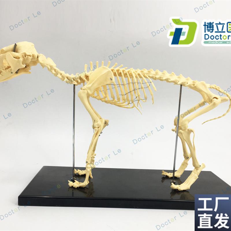 骨科器械狗骨骼标本模型s宠物动物狗猫犬教学骨架骨头骨骼模型