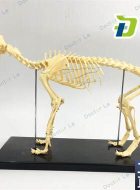 骨科器械狗骨骼标本模型s宠物动物狗猫犬教学骨架骨头骨骼模型