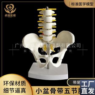 小型腰椎a带尾椎骨模型5节带腰椎间盘的腰椎骶骨尾骨和脊椎