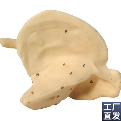 颞骨放大模型lA11119/颞骨解剖模型