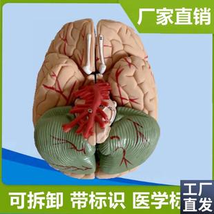 1:1脑模型拆卸拼装脑血管分布z医用解剖教具仿真脑组织生物课器材