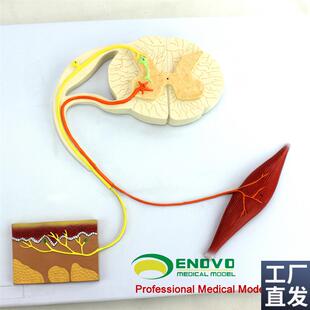 ENOVO颐诺人体医学神经反射弧模型条件反射中枢神经W传导心理神经