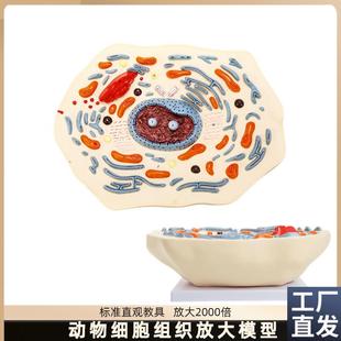 动物细胞模型显微结构解剖模A型细胞膜细胞质细胞核线粒体