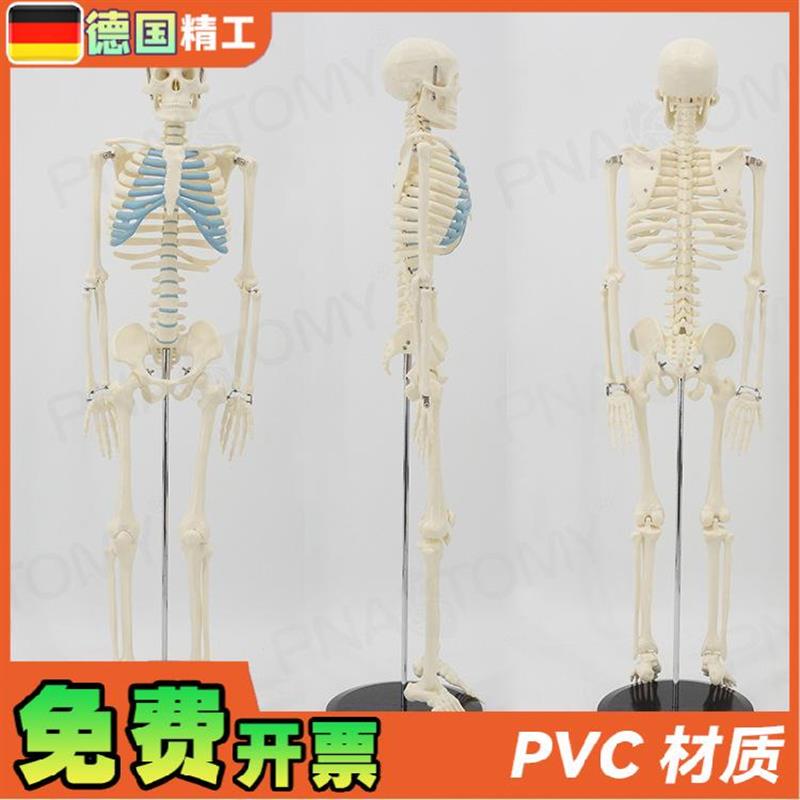 德国】85cm人体全身骨骼骨架骷髅仿真模型教学 美术正骨