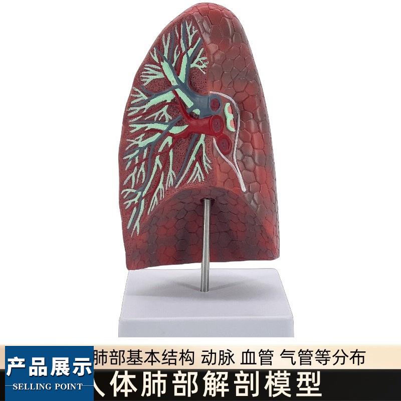肺解剖模型人体内脏健康肺模型 教学用人体器官正常肺解剖模型