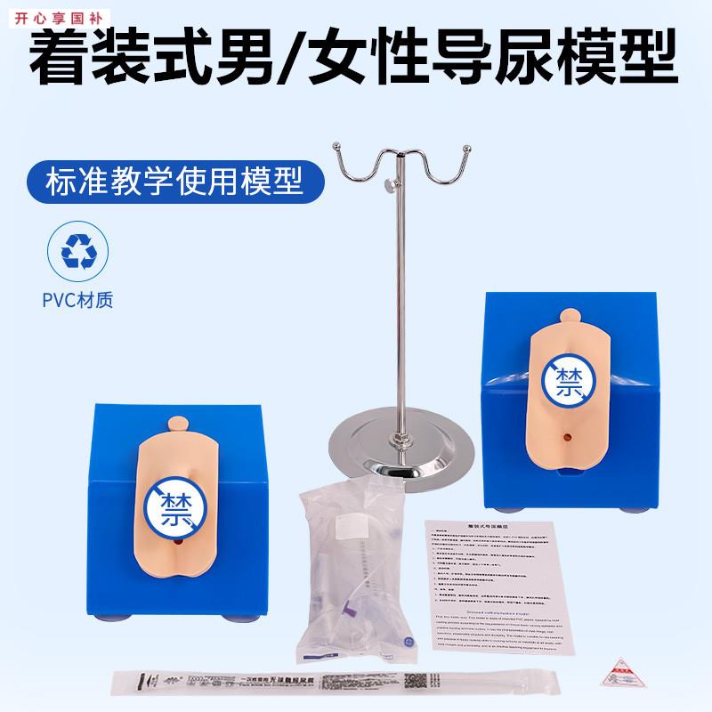 男性内外生殖器解剖G及男性导尿模型男性泌尿系统生殖系统模型