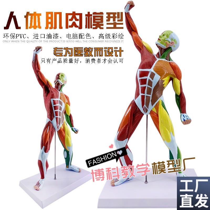 美术艺用肌肉人模型医p院用教学人体模型肌肉解剖健身系统素描教