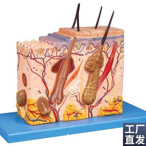 中型皮肤放大模型人体皮肤模型皮肤组K织结构模型人体解剖模型