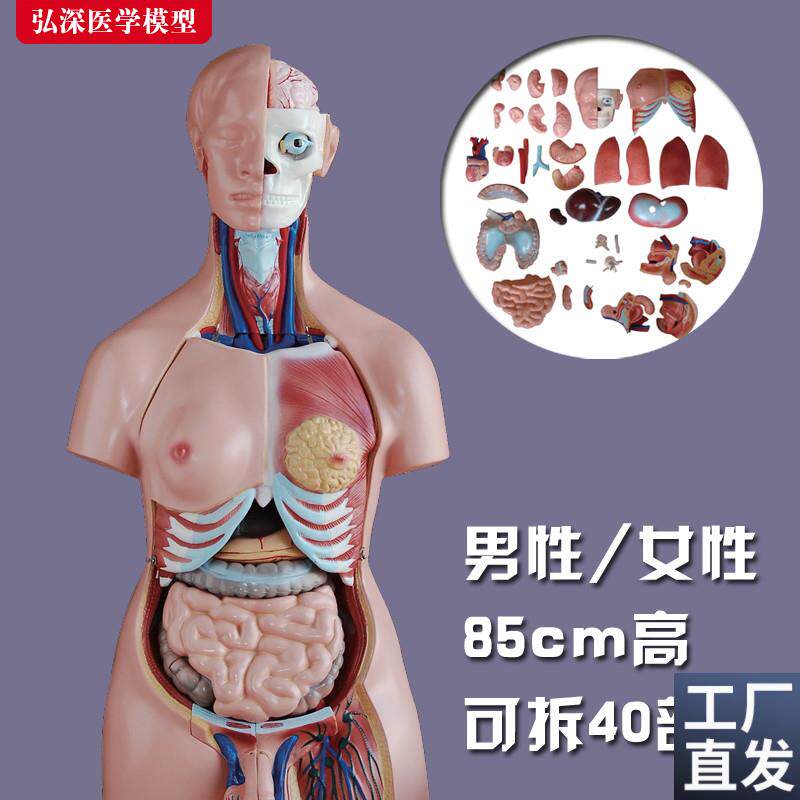 躯干模型人体内脏胸腹部器官解剖男性女性心N肝脾肺肾结构教学玩