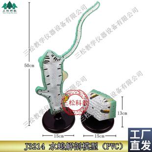 水螅解剖放大模型触手3214初中高中生物O模型实验器材教学仪器