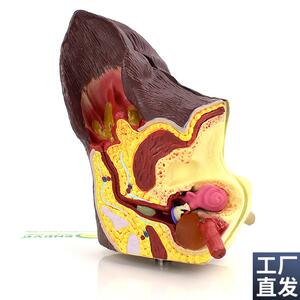 ENOVO颐诺h狗耳朵疾病模型狗耳朵解剖结构模型犬耳朵病理耳螨中耳