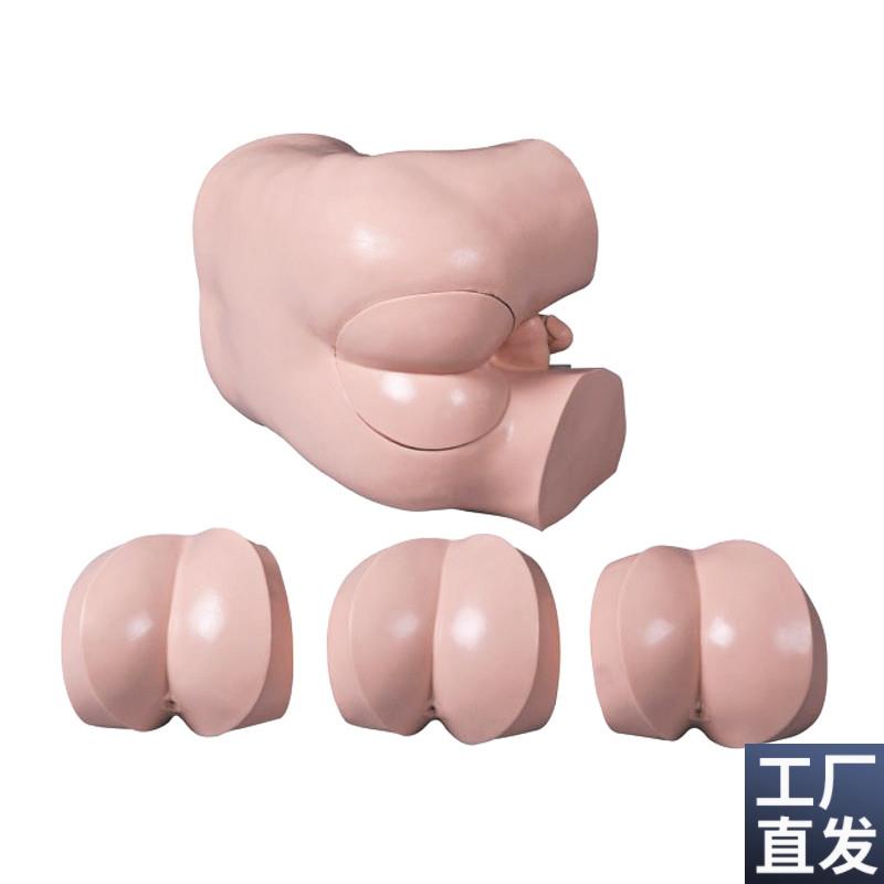 厂家直销高级f直肠指诊检查模型前/列腺触诊模型临床综合技能训练