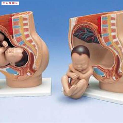 女性妊娠矢状解剖模型4件(附F胎儿)生殖系统模型妇科模型教具
