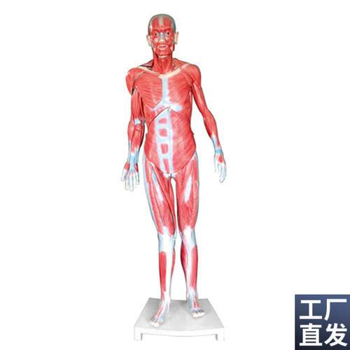 全身肌肉解m剖模型人体肌肉模型教具