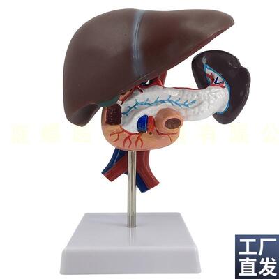 康泰模型人体肝脏十二指肠胰腺脾脏动静脉L血管消化道内脏拆卸拼