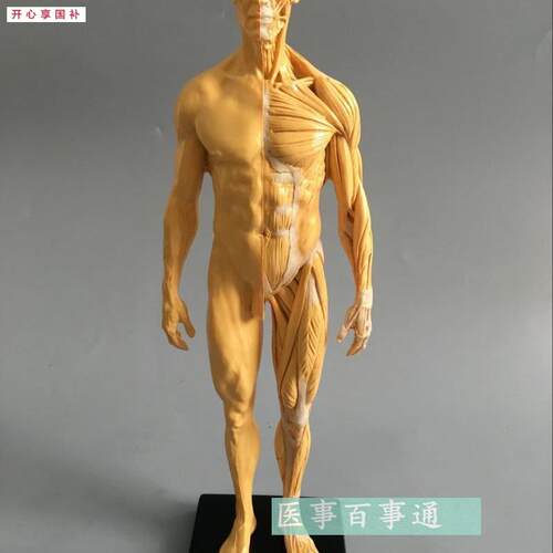 30cm艺用人体模型肌肉骨骼B解剖人体结构美术模型CG绘画雕塑教学